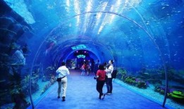 海洋之眼爆料视频最新,揭秘神秘海洋生物与未知海域奇观